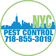 NYC Pest Control _ Trapping